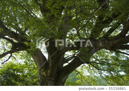 Nobuyoshi in the Noma 35150861