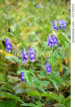 Oze，附子的秋天花 35150935