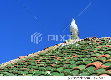 Seagull on moroccan roof tile in fortress 35150990
