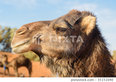 Camel in Erg Chebbi Sand dunes near Merzouga Camel in Erg Chebbi Sand dunes near Merzouga 35151040
