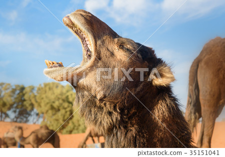 Camel in Erg Chebbi Sand dunes near Merzouga 35151041