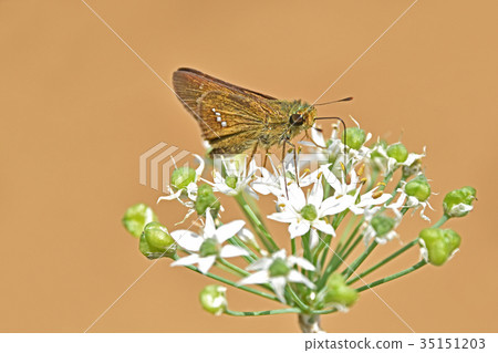 Ichimon dyseri和一朵日本花 35151203