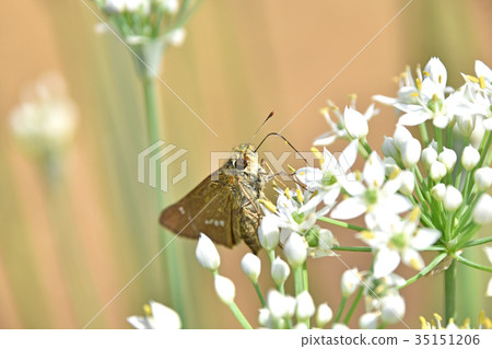 Ichimon dyseri和一朵日本花 35151206