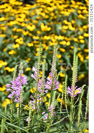 Hanatraneo (flower tiger's tail) 35151424