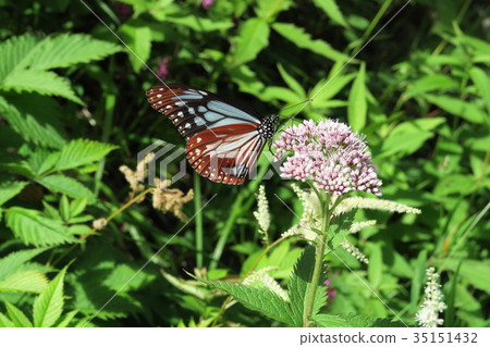 Butterfly to travel Butterfly to travel 35151432