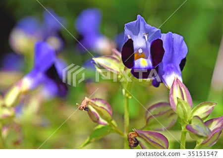 Torenia Torenia 35151547