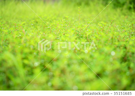 In the grass In the grass 35151685