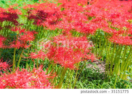 Mandosa Sahika, cluster amaryllis, hemlock, red flower, autumn, walks, walks Mandosa Sahika, cluster amaryllis, hemlock, red flower, autumn, walks, walks 35151775