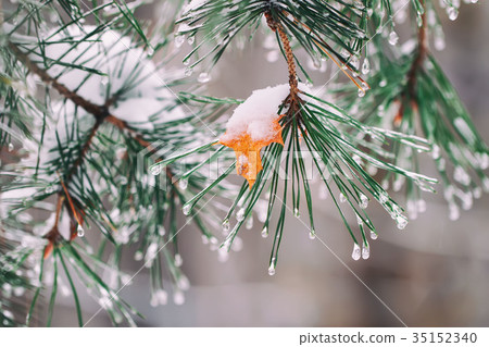 Close-up of branches covered with frost and snow Close-up of branches covered with frost and snow 35152340