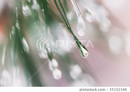 Close-up of Pine needles with ice drops, bokeh 35152346