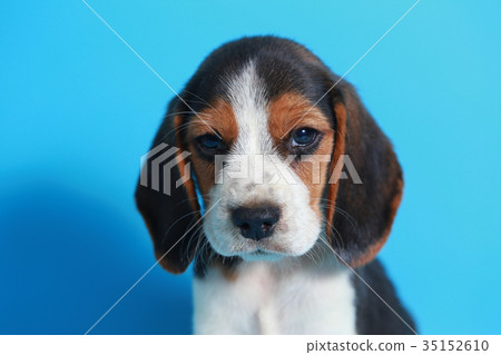 2 month pure breed beagle Puppy  35152610