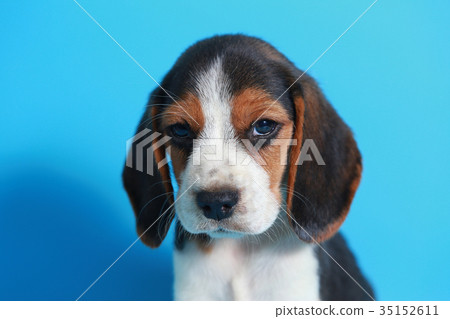 2 month pure breed beagle Puppy  35152611