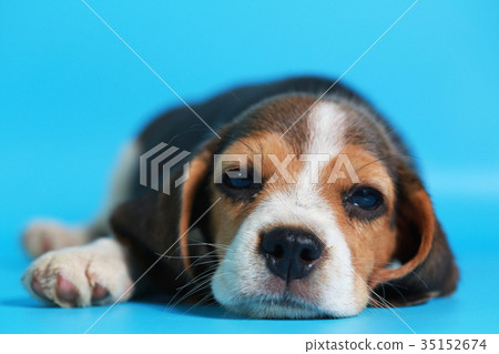 2 month pure breed beagle Puppy 2 month pure breed beagle Puppy 35152674