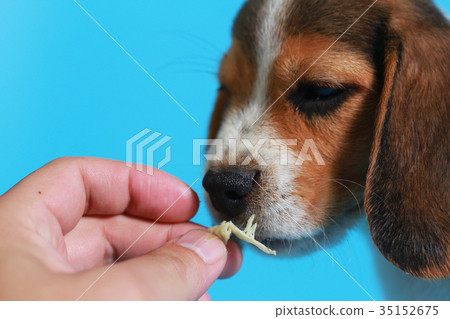 2 month pure breed beagle Puppy 2 month pure breed beagle Puppy 35152675
