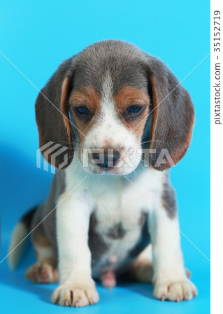 2 month pure breed beagle Puppy  35152719