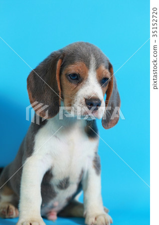 2 month pure breed beagle Puppy 2 month pure breed beagle Puppy 35152720