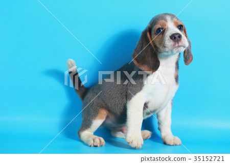 2 month pure breed beagle Puppy  35152721