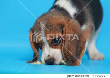 2 month pure breed beagle Puppy  35152779