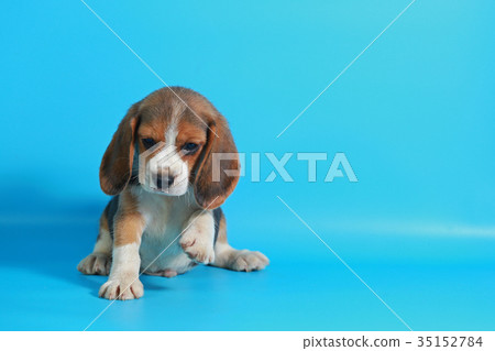 2 month pure breed beagle Puppy  35152784