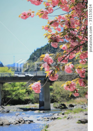沿河的雙花櫻花樹 沿河的雙花櫻花樹 35153034