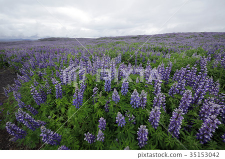 魯冰花 魯冰花 35153042