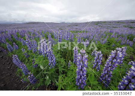 魯冰花 魯冰花 35153047