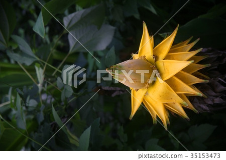 芭蕉的花 芭蕉的花 35153473