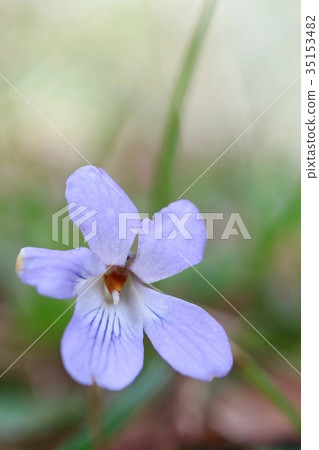 Violet blue flower Violet blue flower 35153482