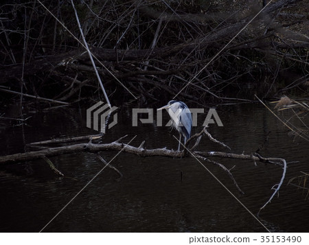 Wolf of winter pond Wolf of winter pond 35153490