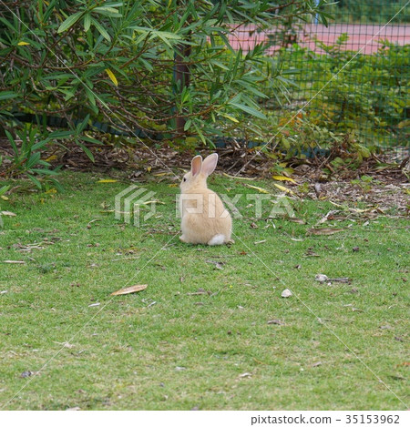 Rabbit Rabbit 35153962