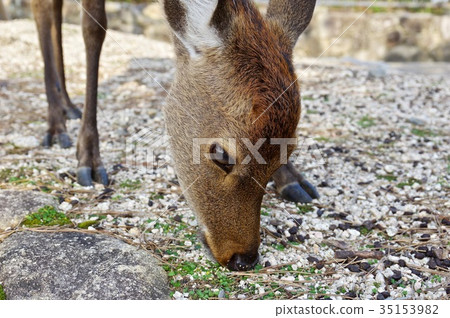 A deer A deer 35153982