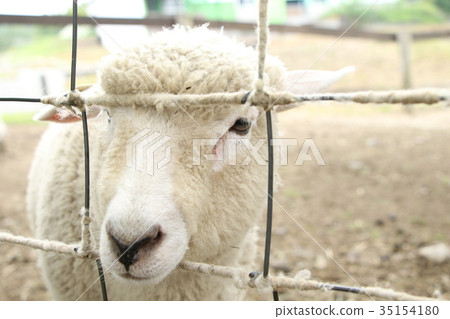 A sheep A sheep 35154180