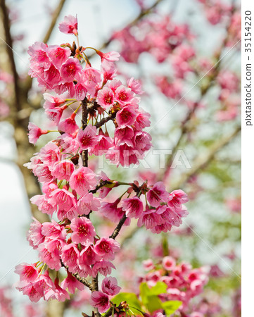Beautiful pink cherry blossom Beautiful pink cherry blossom 35154220