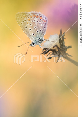 Beautiful nature scene with butterfly Common blue 35154677