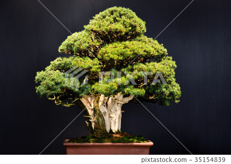 Bonsai of Gorya Matsu Bonsai of Gorya Matsu 35154839