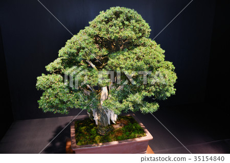 Bonsai of Gorya Matsu 35154840