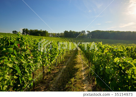 Beautiful vineyards in Moravia Beautiful vineyards in Moravia 35154973