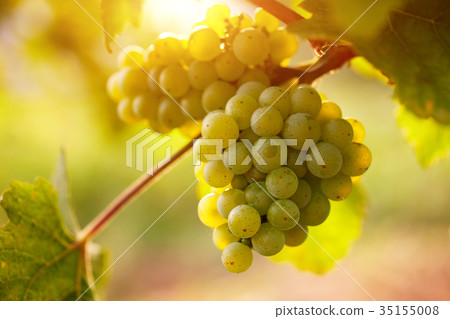Vineyards at sunset in autumn 35155008