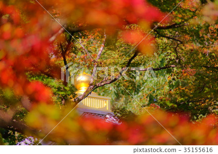 Hogonin Temple zen garde in early autumn 35155616