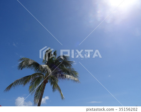 坎昆棕櫚樹和太陽 35156202