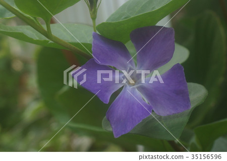 Periwinkle 35156596