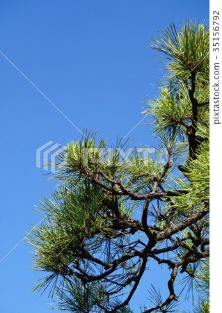在藍天的黑松樹 35156792