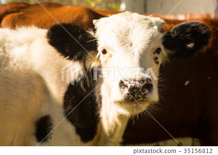 little curious calf walking on the road 35156812