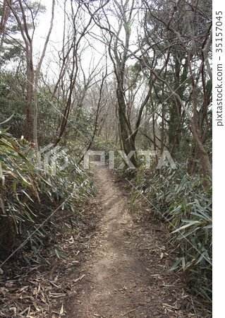 Forest road 35157045