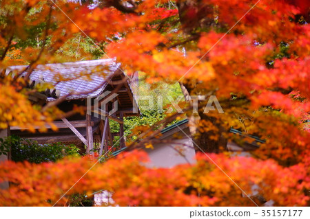 Nison'in Temple in autumn 35157177