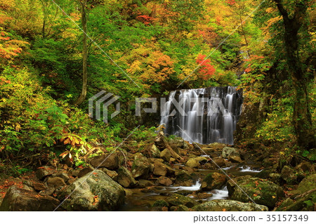 Tachimata谷Nino秋天秋葉 35157349