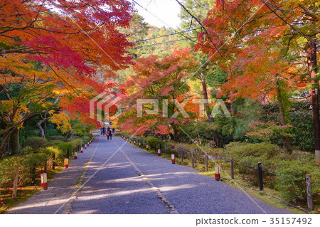 Nison'in Temple Autumn leaves Racecourse 35157492