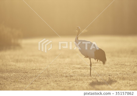 Steppe and Tancho (Hokkaido · Tsurui) with golden glow Steppe and Tancho (Hokkaido · Tsurui) with golden glow 35157862