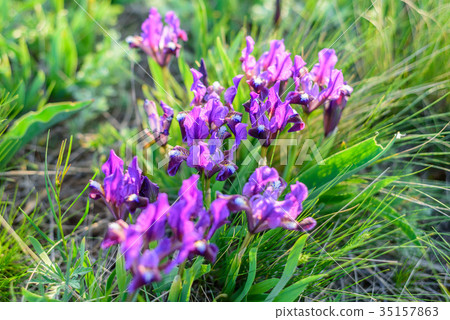 Wild purple irises Wild purple irises 35157863