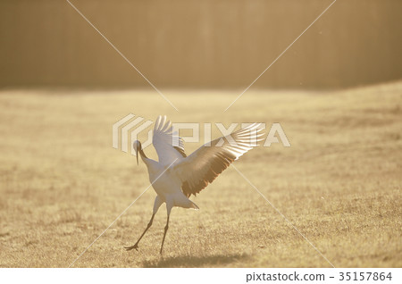 Early morning tongue butterfly dance (Hokkaido · Tsurui) Early morning tongue butterfly dance (Hokkaido · Tsurui) 35157864